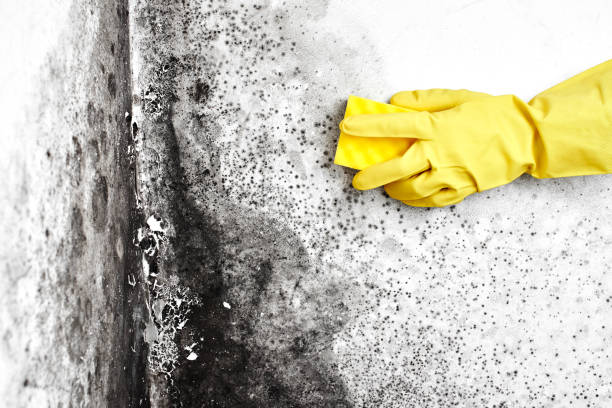 Best Black Mold Removal  in Lebanon, TN