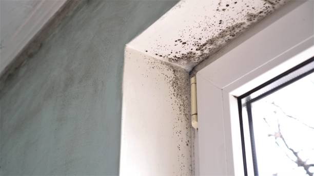 Crawl Space Mold Removal in Lebanon, TN